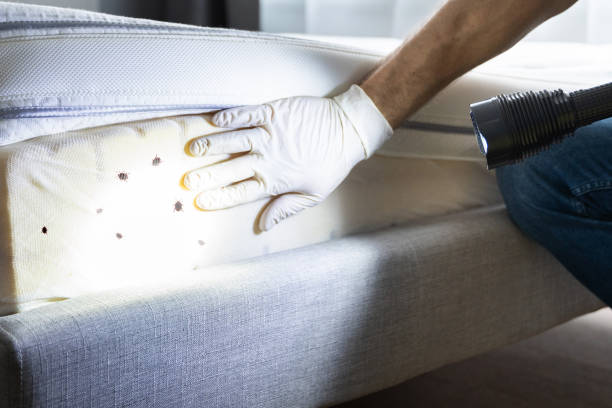 Best Emergency Pest Control  in Malverne, NY